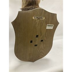 Taxidermy: Red Deer (Cervus elaphus), adult male imperial stag shoulder mount looking straight ahead, ten point antlers, mounted upon a shaped wooden shield, D65cm