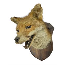 Taxidermy; Red fox mask (Vulpes vulpes), an adult head mount looking straight ahead, with mouth open bearing teeth, mounted upon a oak shield, H30cm 