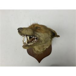 Taxidermy; Red fox mask (Vulpes vulpes), with mouth agape bearing teeth and ears back, mounted upon oak shield