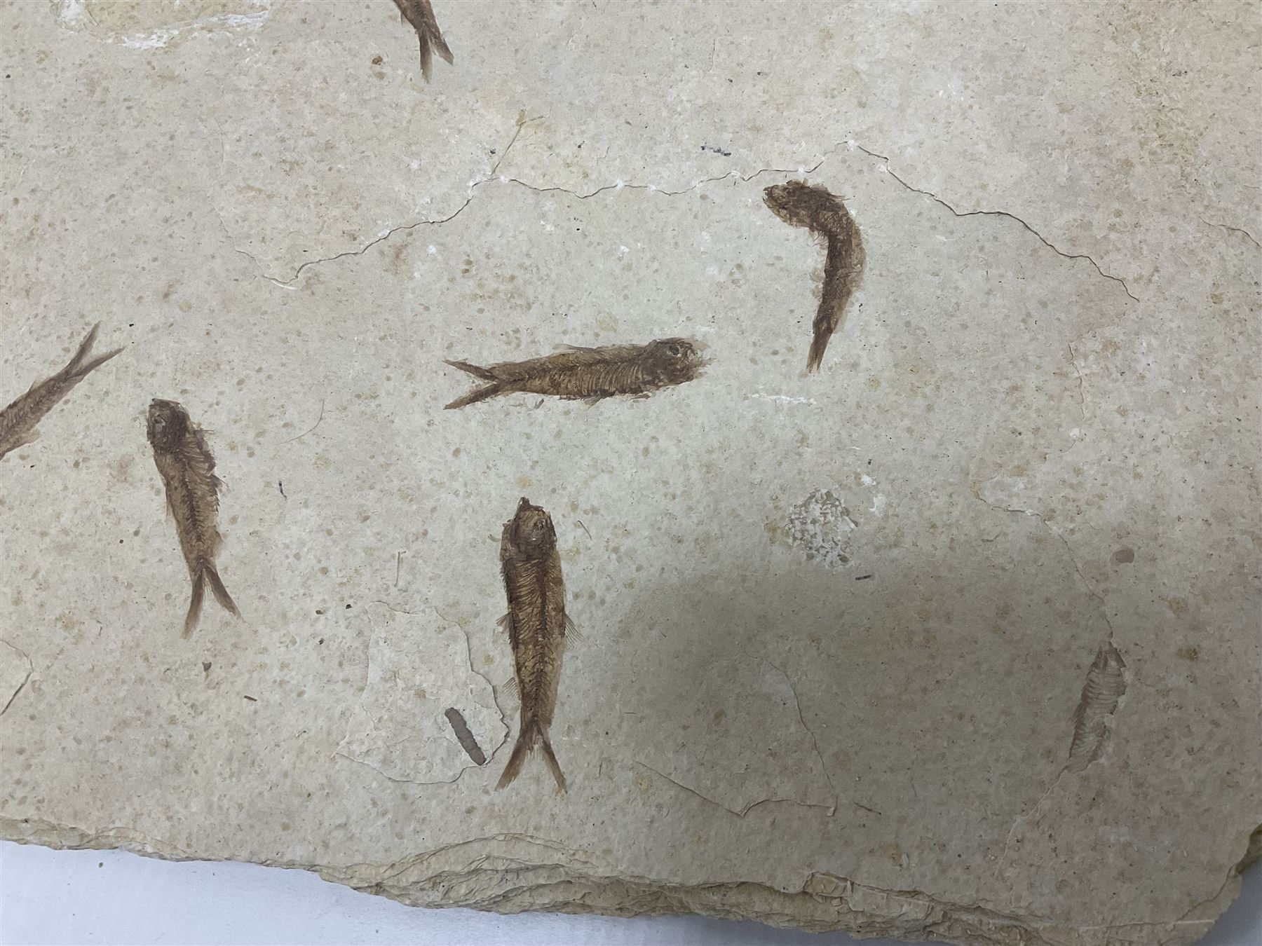 Fossilised fish group in a single matrix; shoal of fossilised fish (Knightia alta), age; Eocene period, location; Green River Formation, Wyoming, USA, matrix L71cm, H46cm