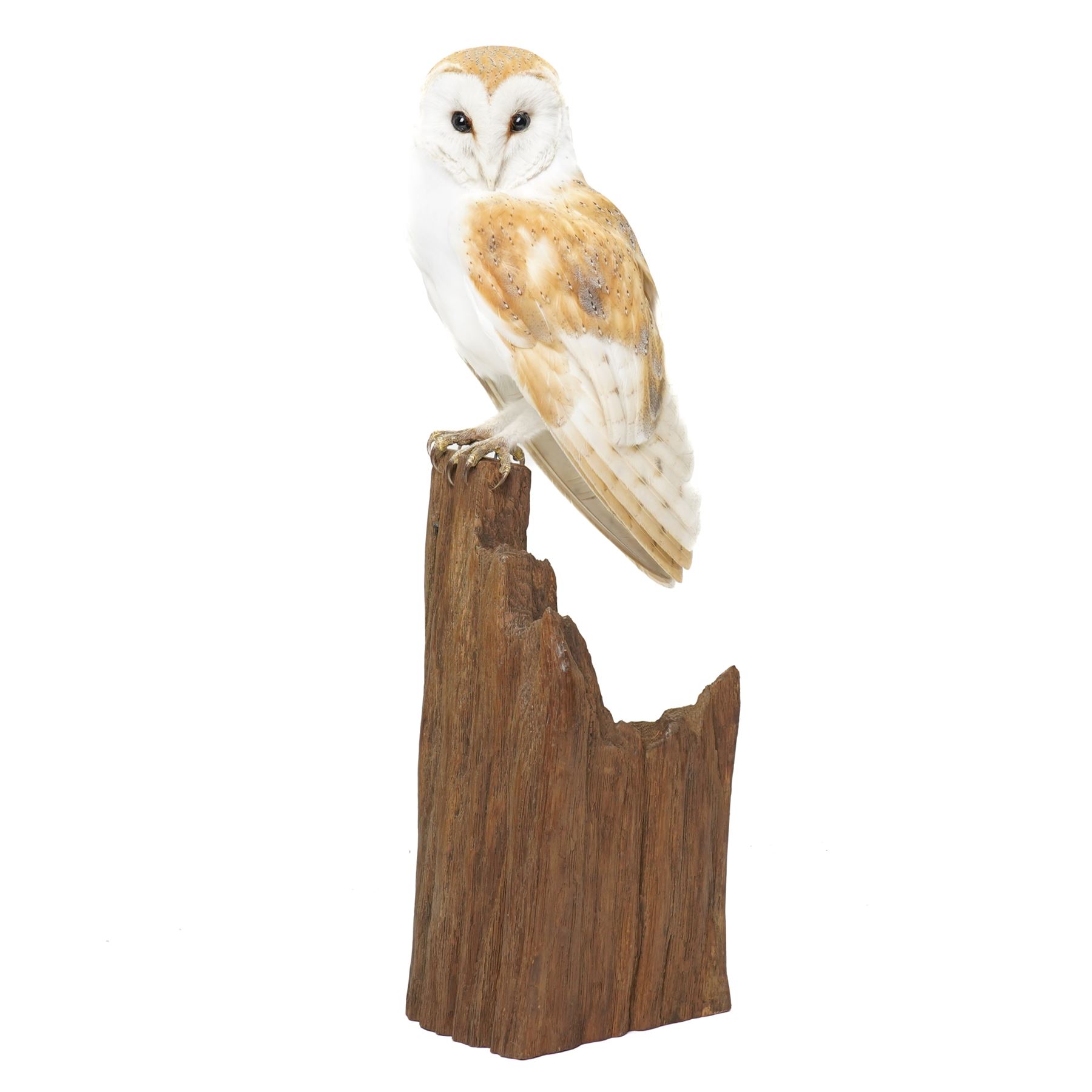 Taxidermy - European Brown Owl (Tyto alba), by Sarah Lancaster taxidermy, full adult mount with head turning to the left, perched atop a wooden stump, overall H57cm
With CITES Article 10 (non-transferable) licence no. 26GBA10ZJJFU2 - RTA