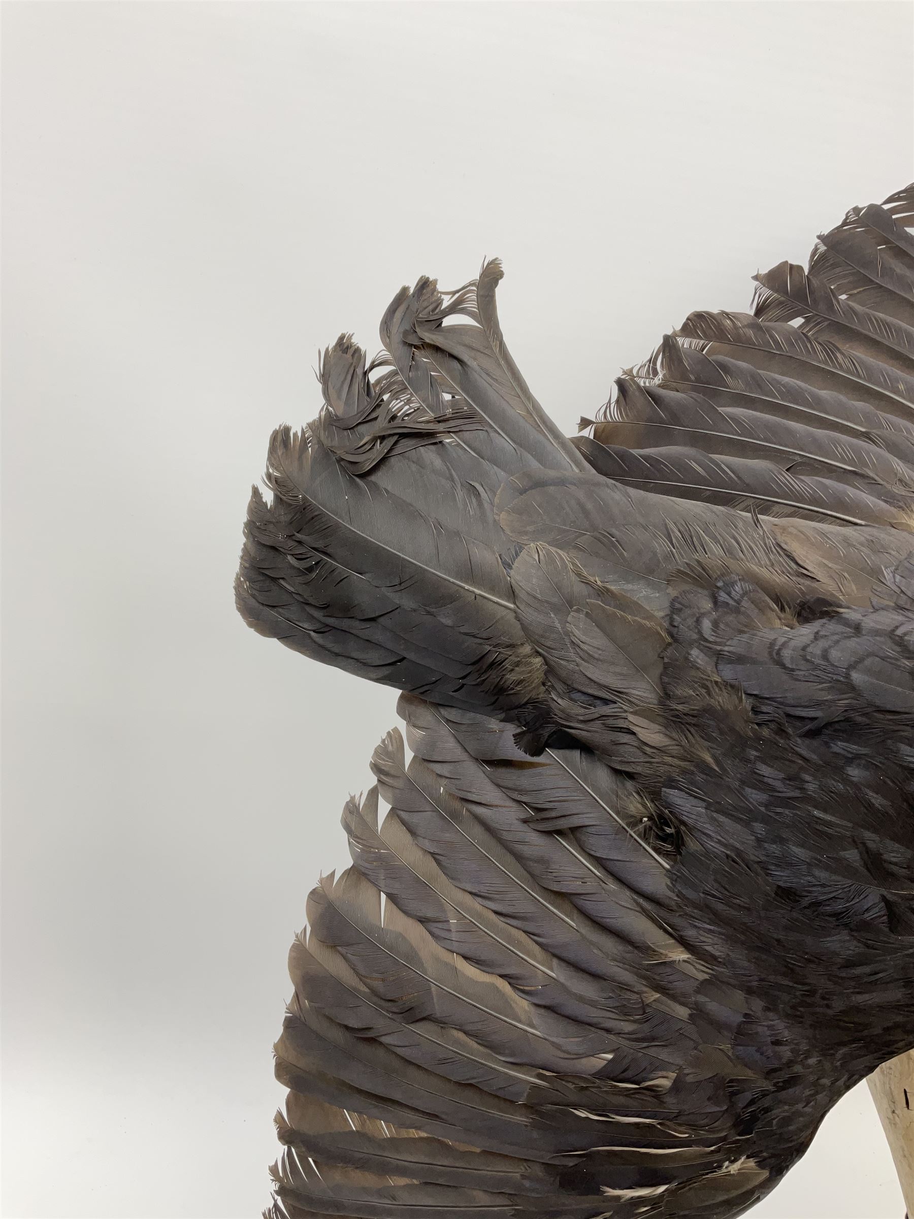 Taxidermy: Carrion crows (Corvus corone) modern, by award winning Taxidermist - Carl Church, Pickering, North Yorkshire, one specimen in flight, one perched on a tree, maximum H66.5.