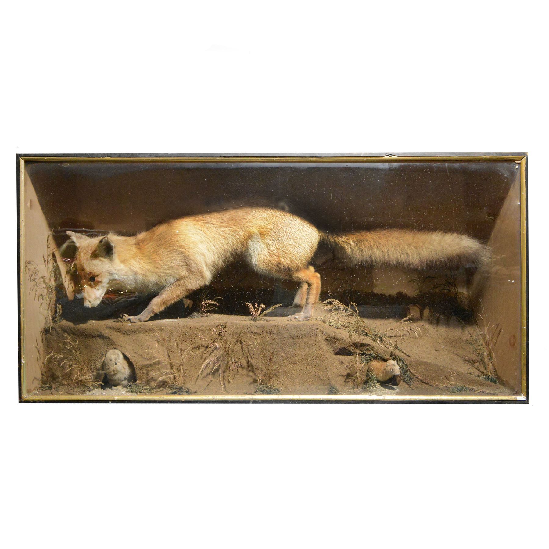 Taxidermy: cased diorama of Red Fox (Vulpes vulpes), full mount adult fox in stalking pose, crouched upon a large painted faux rock ledge above a hidden cowering rabbit and stout below, enclosed within ebonised single glass display case, H62cm, L125cm, D37cm