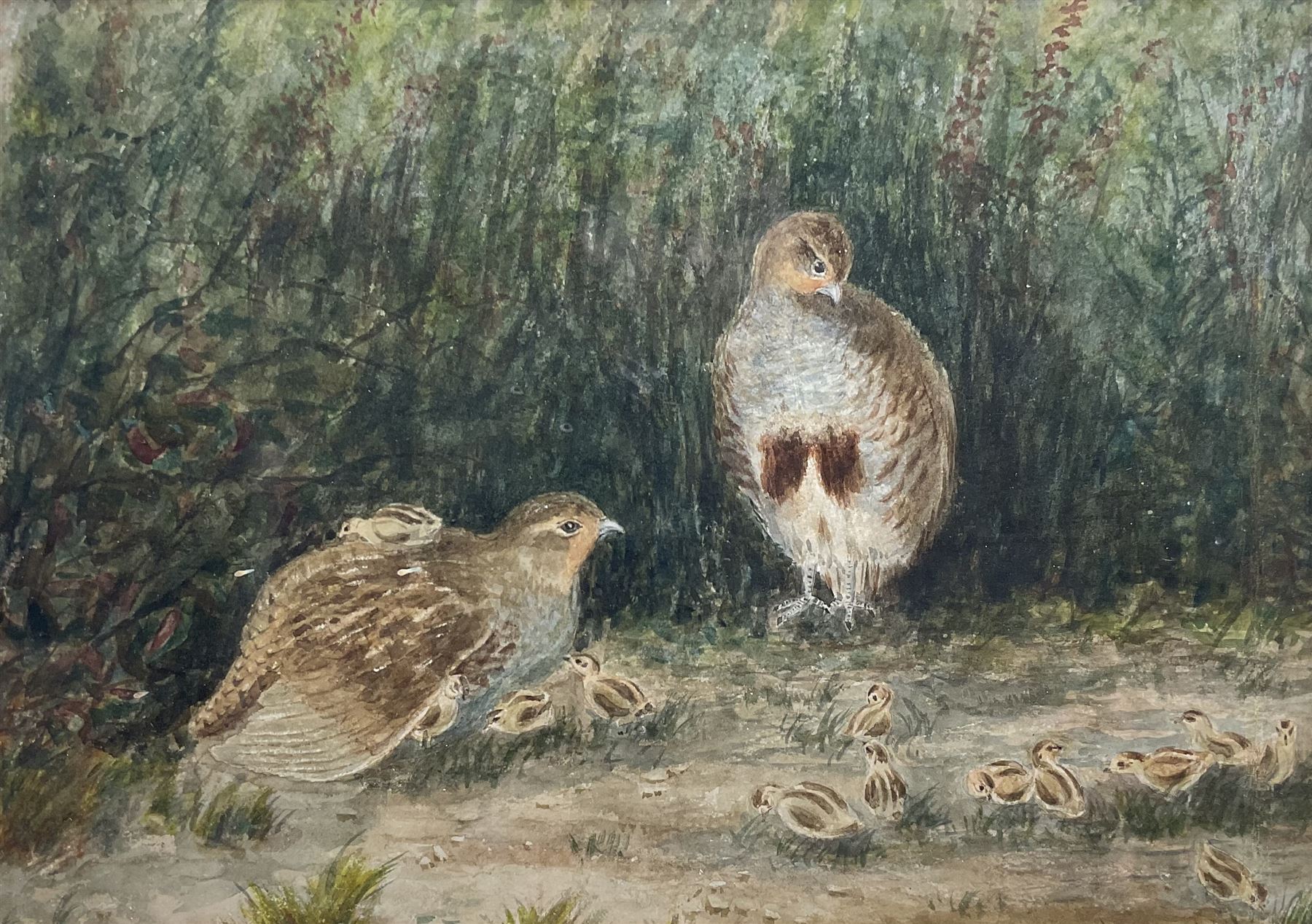 Mary Dawson Elwell (British 1874-1952): Pair of Partridge and Chicks, watercolour unsigned 22cm x 31cm
Provenance: given by the artist to Hilda Mary Voase (1881-1981) of Red House Farm. North Newbald who nursed both Mary and Fred Elwell towards the end of their lives; then by descent to Hilda's great nephew James (Jim) A E Wick of Walkington, Beverley; Dee Atkinson & Harrison, Driffield 28th November 2008, Lot 525 