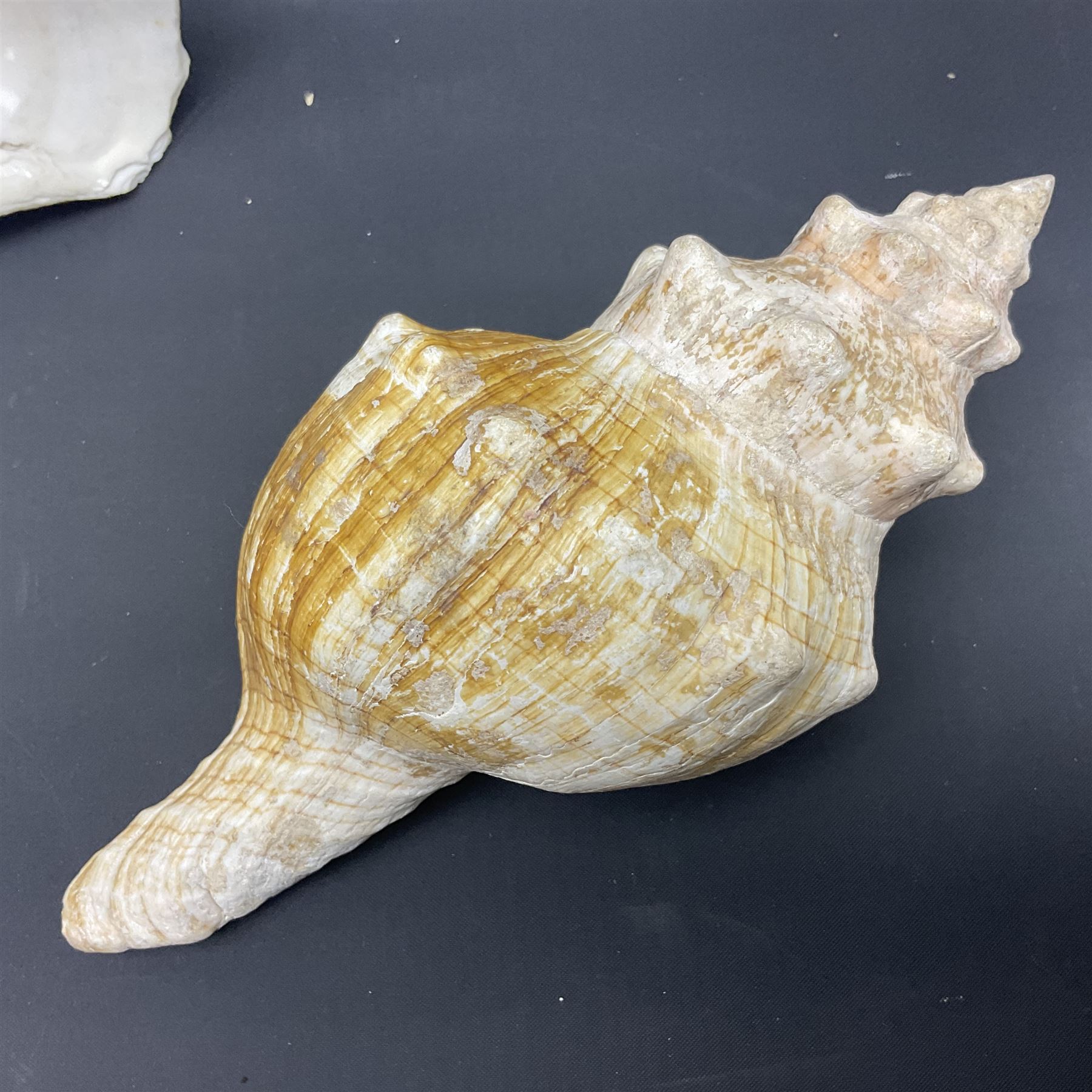 Conchology: selection of conch shells, to include horned examples, largest H17cm, L24cm
