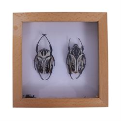 Entomology; four framed cases including Flying Lizards (Yellow Dracos), Beetles (Goliathur Albosighatus), Hawk Moth (Sphingidae) and Praying Mantis (Cobra), together with a scorpion on open display