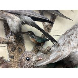 Taxidermy; cased bird diorama, to include Red-neck Pheasants (Phasianus colchicus) adult mounts hen and cock, Common Kestrel (Falco tinnunculus), Common Blackbird (Turdus merula), Starling (Sturnus vulgaris) and others,  in a naturalistic setting, encased within a single pane display case, H66cm, L97cm