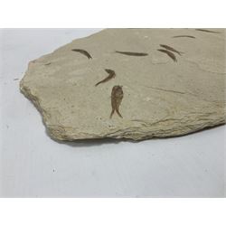 Fossilised fish group in a single matrix; shoal of fossilised fish (Knightia alta), age; Eocene period, location; Green River Formation, Wyoming, USA, matrix L71cm, H46cm