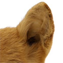 Taxidermy - Fox (Vulpes vulpes), full male adult mount on open display, with raise paw, upon wooden base, base W70cm