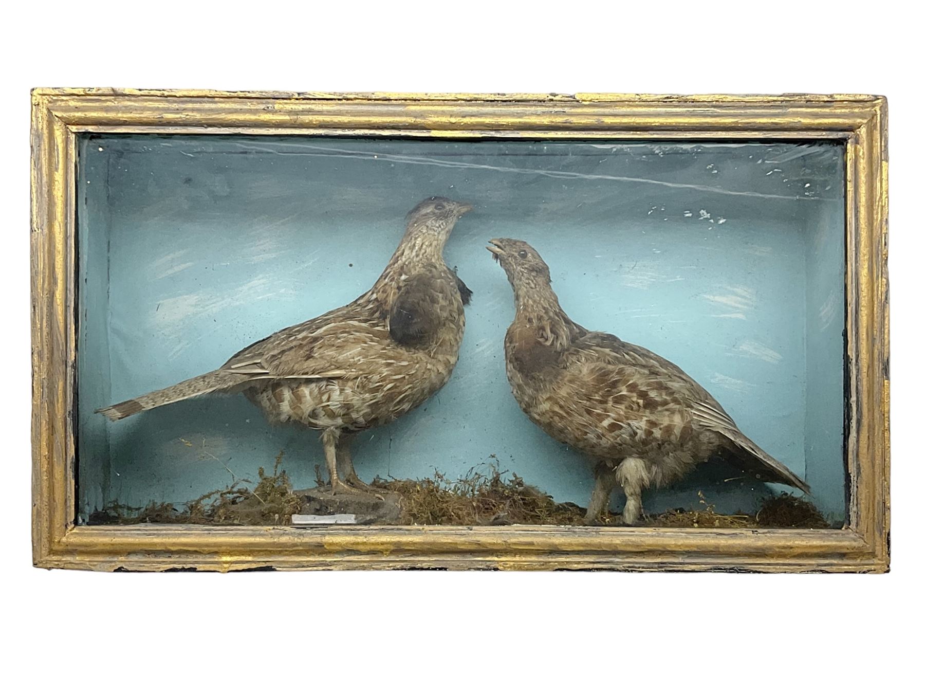 Taxidermy; Cased pair of Ruffed Grouse (Bonasa umbellus), male and female adult mounts, in a naturalistic setting, encased within a single pane display case, H39cm, L68cm