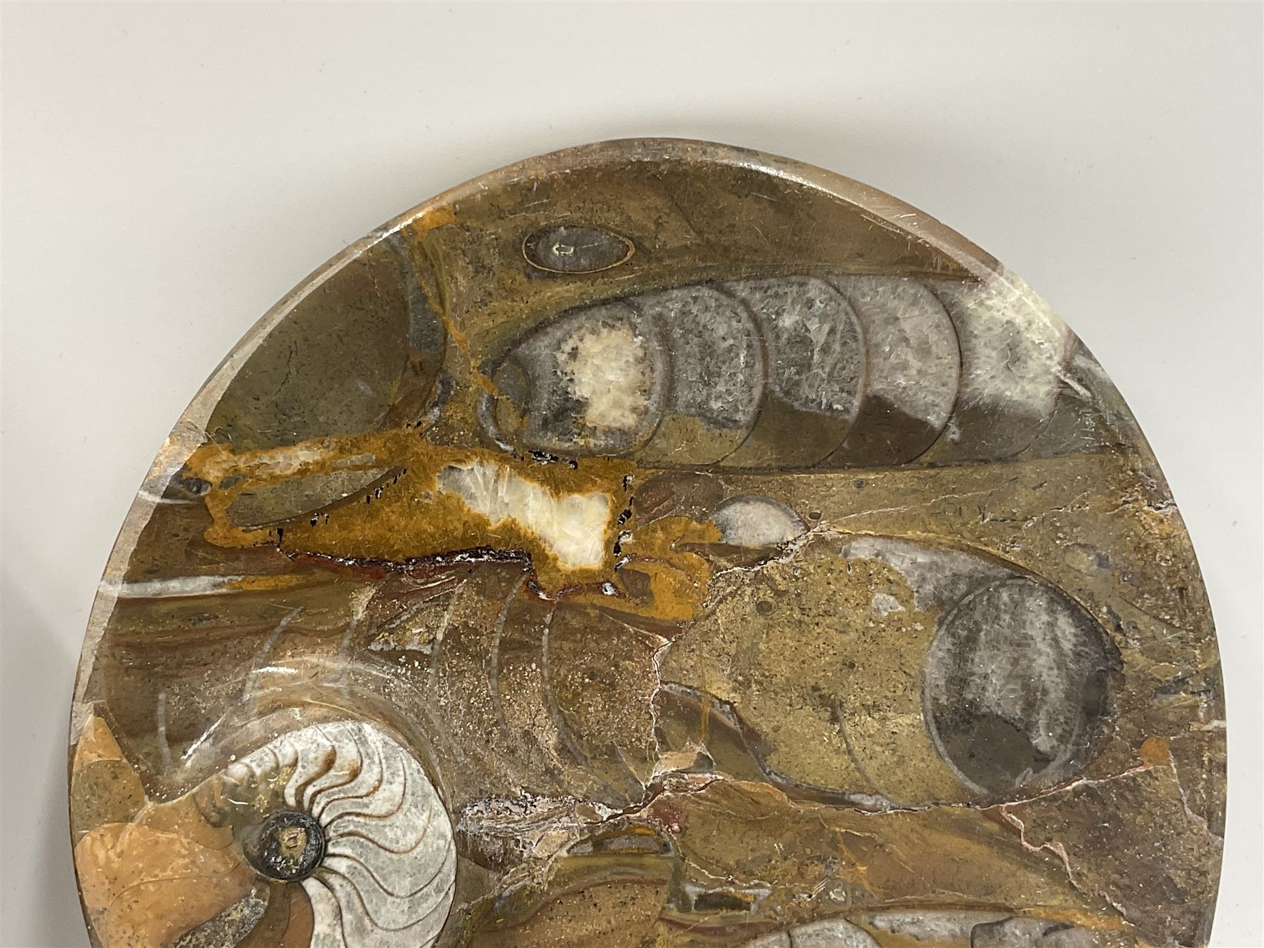 Pair of oval dishes, with a raised Goniatite to the side, Orthoceras and Goniatites inclusion, D12cm 