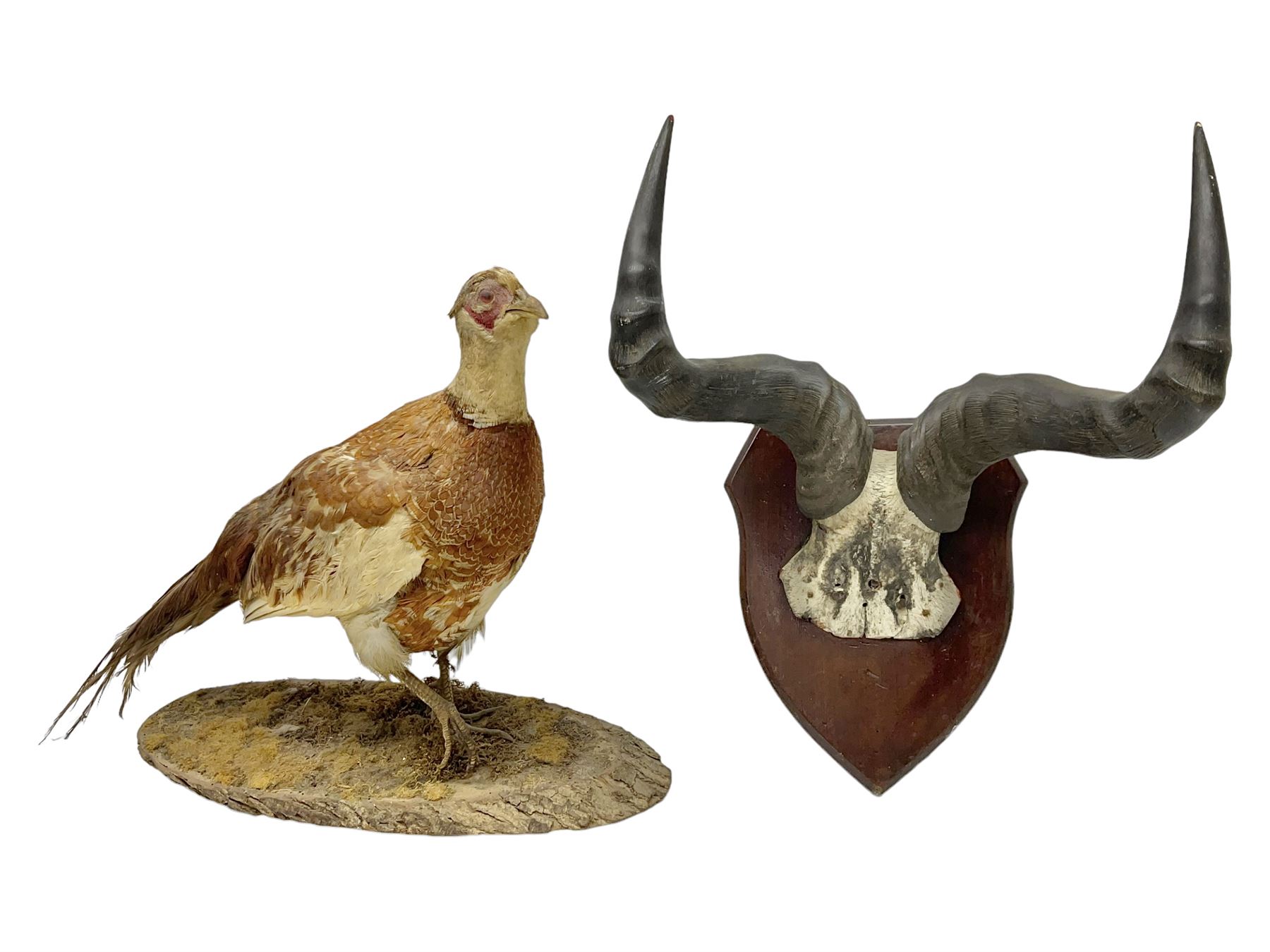 Taxidermy; Ring-necked Pheasant (Phasianus colchicus), adult female mount on open display, together with Pair of Hartebeest (Alcelaphus buselaphus) horns with upper skull, mounter upon a wooden shield, pheasant H40cm 