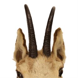 Taxidermy - Alpine Chamois (Rupicapra rupicapra), adult male shoulder mount with head facing front, mounted on wooden shield, H64cm