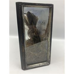 Taxidermy; Victorian cased rear leucistic blackbird (Turdus merula) full adult mount perched atop a tree branch, amidst a naturalistic setting, encased within an ebonised three pane display case, H27.5cm, L32cm, D13.5cm