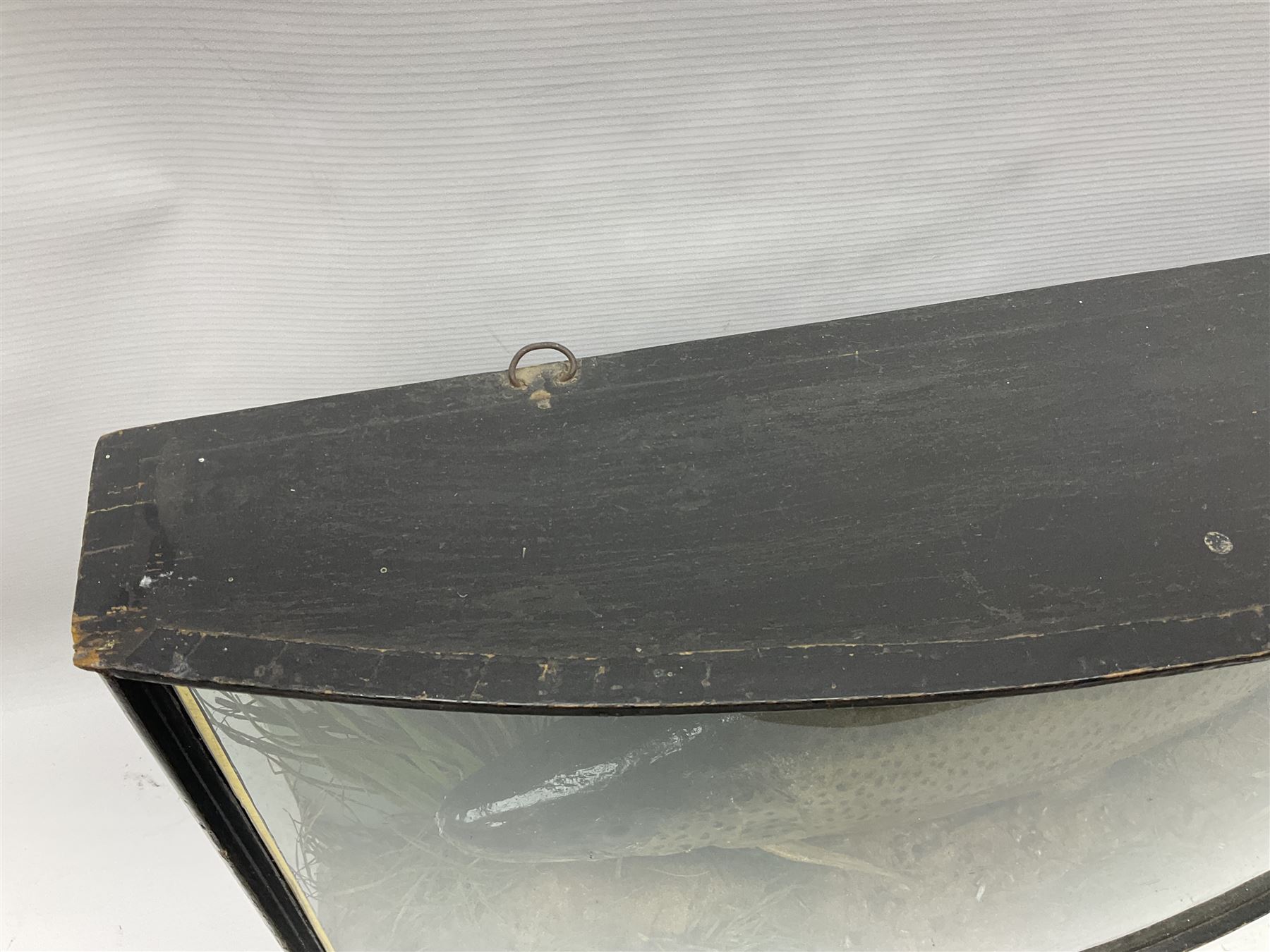 Taxidermy: Brown trout (Salmo trutta), skin mount set above a pebbled river bed with reeds and ferns, against blue painted back drop, enclosed within an ebonised bow-front display case, with 'Costa Beck June 8th 1920, Weight 3 3/4lbs',inscribed to the glass, H31cm, L62cm 