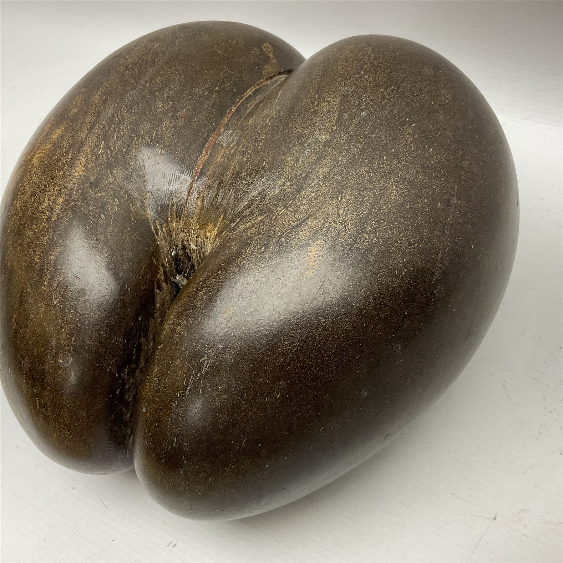 Coco De Mer (Lodoicea Maldivica), L29cm, H15cm 