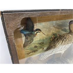 Taxidermy: late 19th century cased display of Curlew (Numenius arquata) and Kingfisher (Alcedo atthis) in flight, in a naturalistic setting with a hand painted engraving, background depicting a boat upon a river, enclosed in a single pane display case, H43cm, L61cm