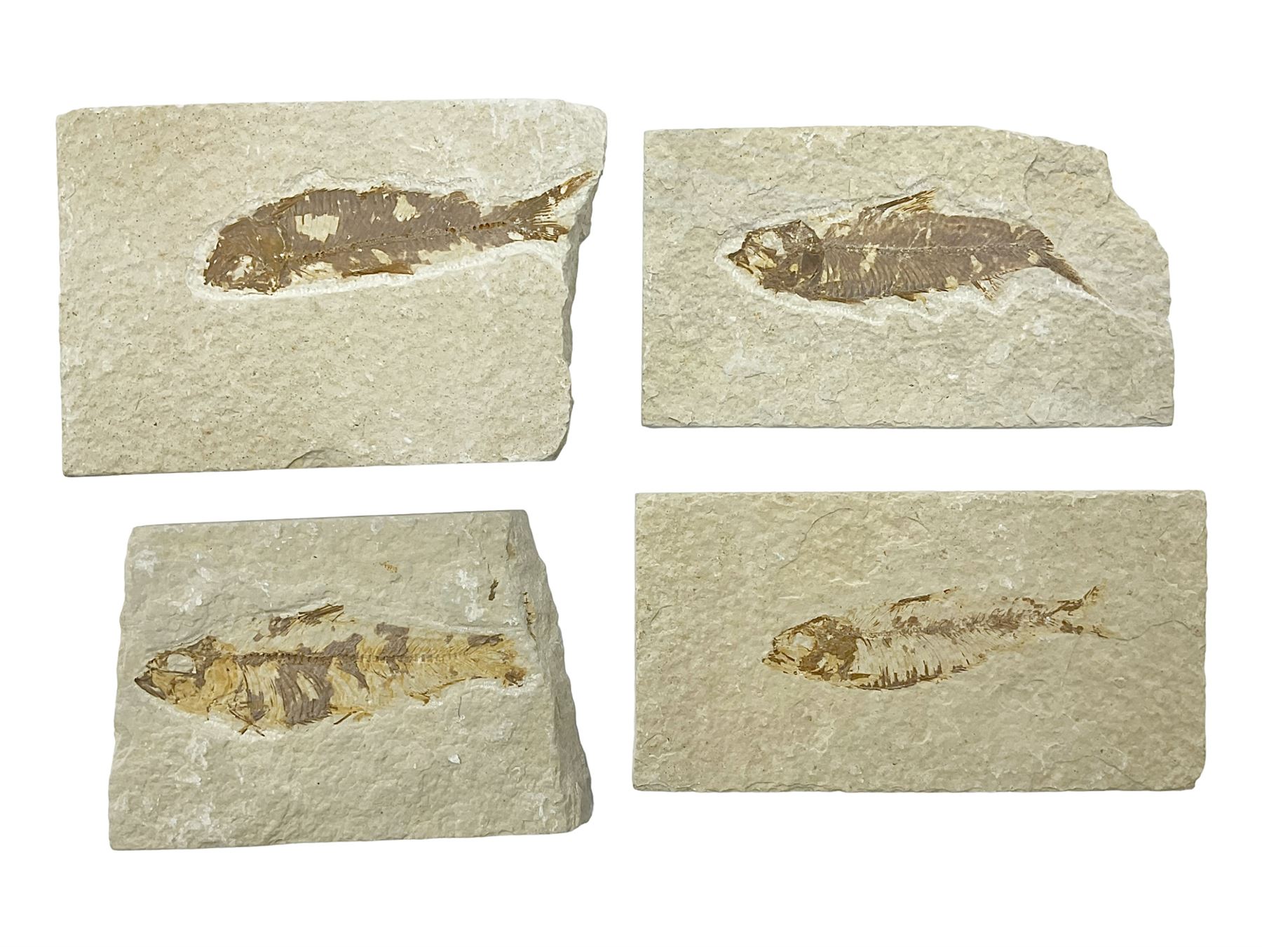 Four fossilised fish (Knightia alta) each in an individual matrix, age; Eocene period, location; Green River Formation, Wyoming, USA, largest matrix H7cm, L9cm