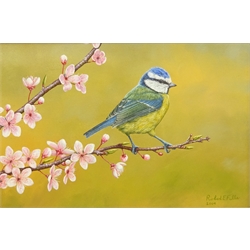  Robert E Fuller (British 1972-): 'Blue Tit on Cherry Blossom', oil on board signed and dated 2009, 20cm x 30cm Provenance: from a single owner collection purchased from the Robert Fuller Gallery between 2006 and 2014  DDS - Artist's resale rights may apply to this lot   