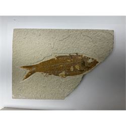 Three fossilised fish (Knightia alta) each in an individual matrix; age; Eocene period, location; Green River Formation, Wyoming, USA, largest matrix H13cm, L18cm