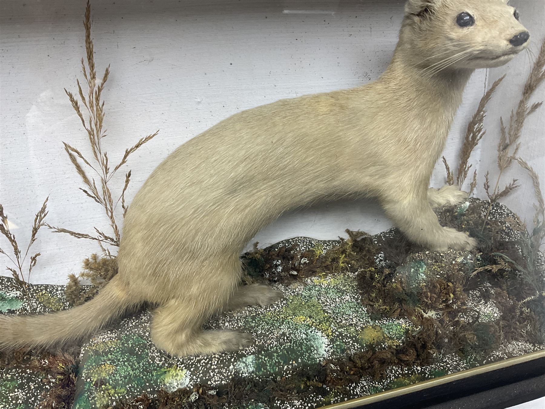 Taxidermy: Red Squirrels (Sciurus vulgaris), full adult mount, climbing a small cut tree stump, in a naturalistic setting, encased within a single pane display case, together with cased Ermine ((Mustela erminea), full adult mount, in a ebonised single pane display case, squirrel case, H35cm, L38cm