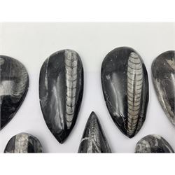 Ten individual polished orthoceras fossils, age; Devonian period, location; Morocco, largest L13cm, W4cm