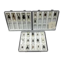 Entomology: collection of twenty six insect specimens, each in an acrylic block, to include Rhinoceros beetle, Whip scorpion, Spur-throated grasshopper etc
