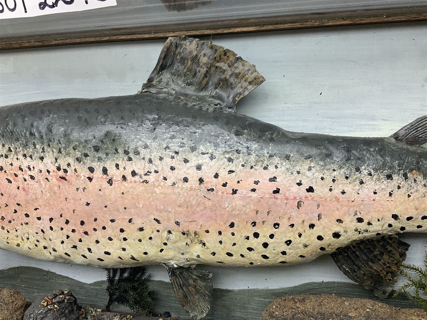 Taxidermy: Rainbow trout (Oncorchynchus mykiss), skin mount set above a pebbled river bed with reeds and grasses, set against blue painted back drop, H34cm, L88cm