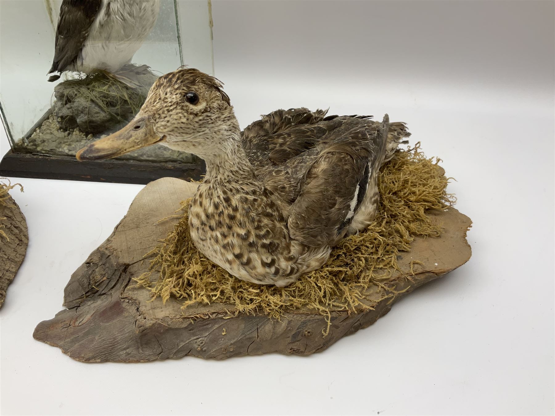 Taxidermy: Female green-winged teal duck (Anas carolinensis), on open display upon tree mount detailed with moss H15.5cm, together with gray partridge (Perdix perdix), on open display upon tree mount detailed with moss, H16cm and a cased young guillemot, standing on a naturalistic base, encased within a five pane display case, H27cm. 