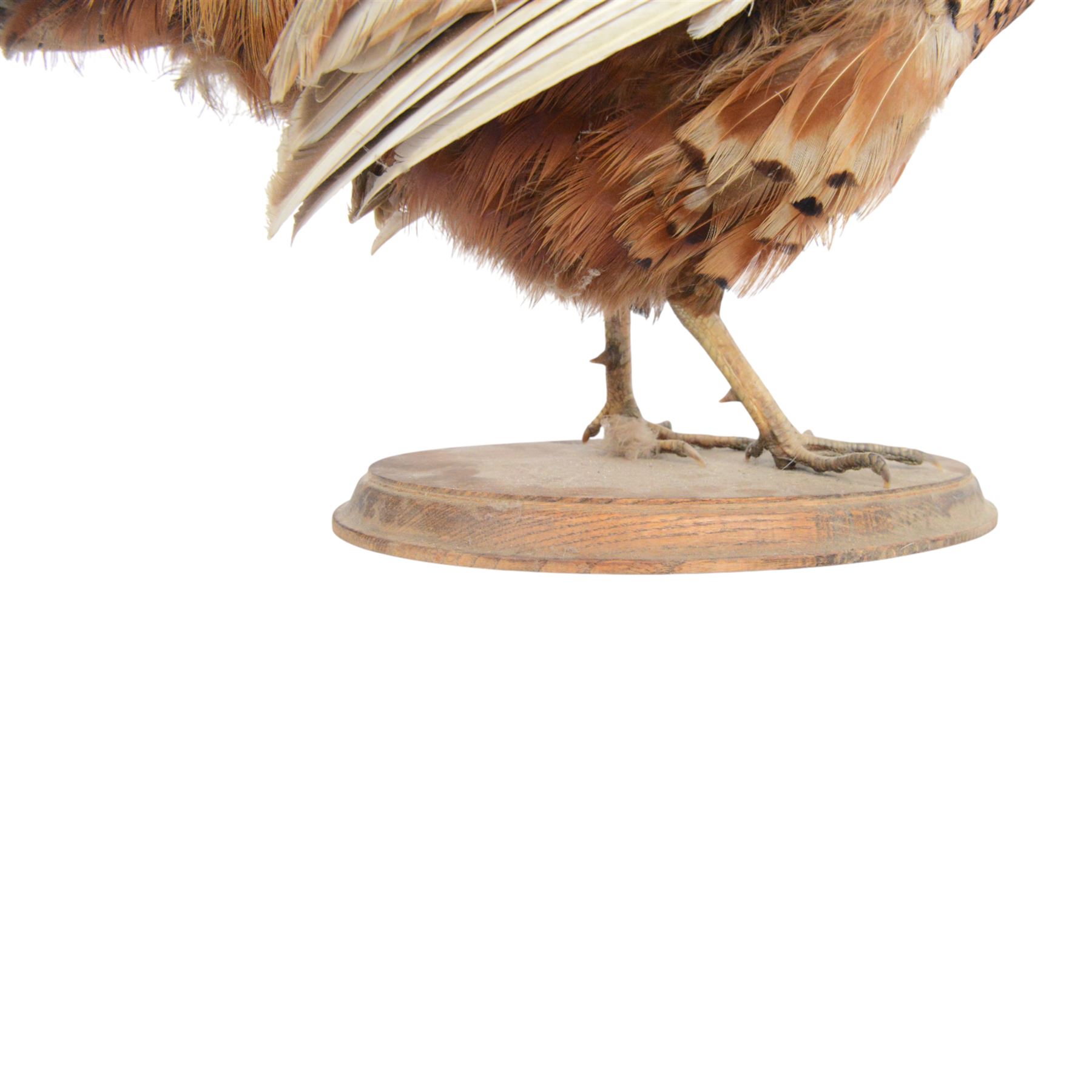 Taxidermy: Cockerel (Gallus gallus domesticus), full adult mount with head turning slightly to the right, on open display, together with taxidermy Pheasant (Phasianus colchicus), full adult male mount on open display, cockerel H43cm 