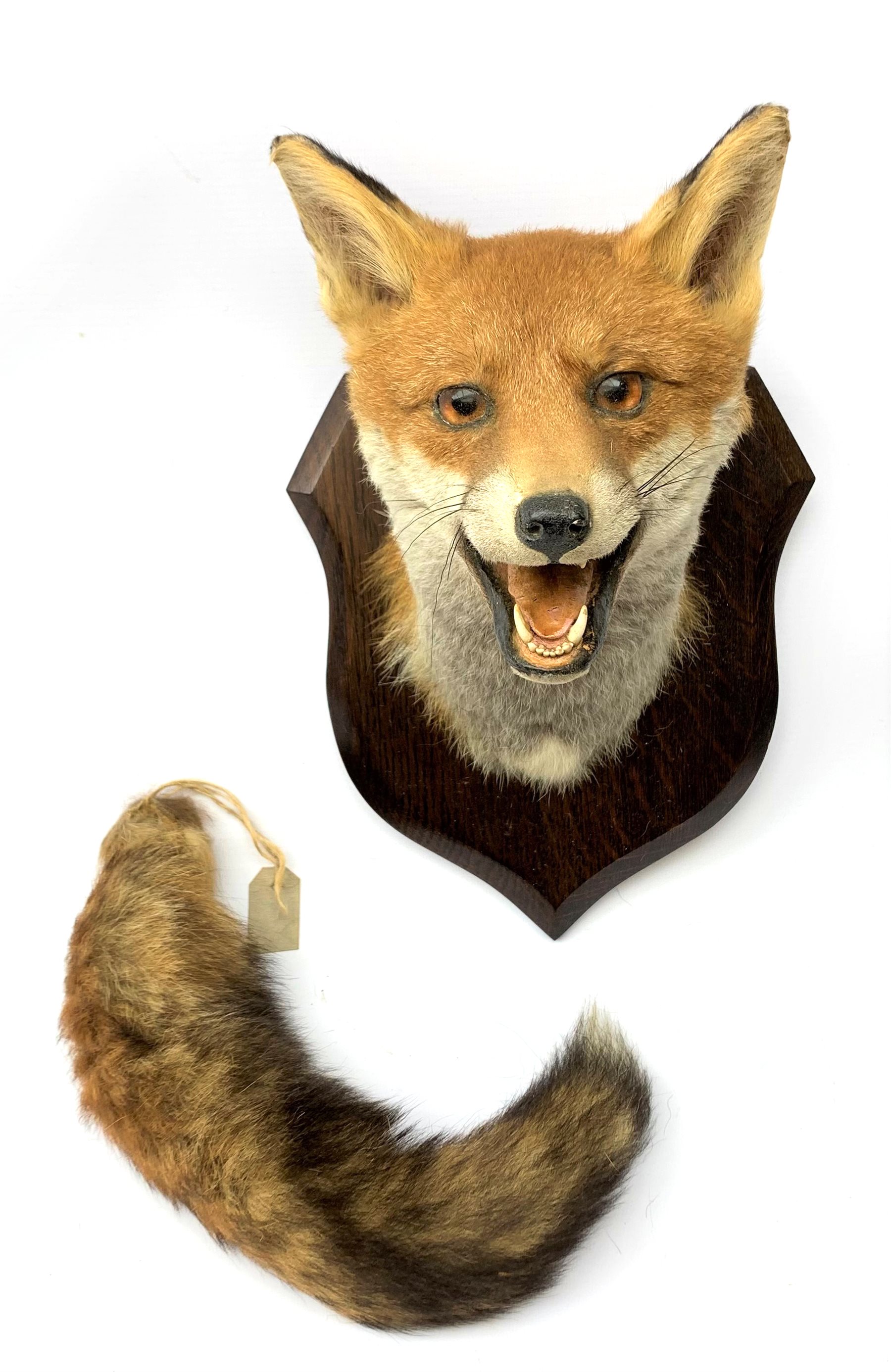 Taxidermy: Red fox mask (Vulpes vulpes), with mouth agape bearing teeth, mounted upon wooden shield, with brush, shield H26.5cm 