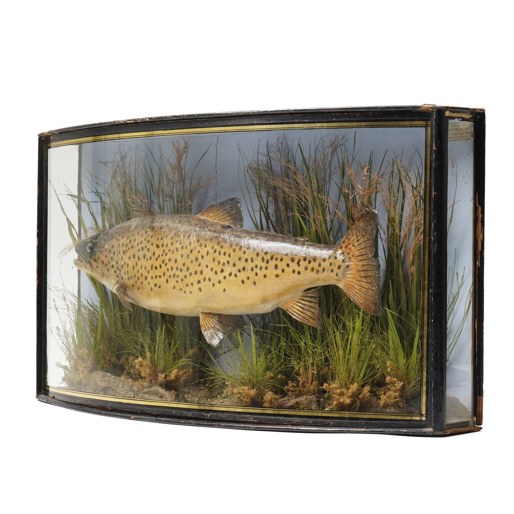 Taxidermy - Brown Trout (Salmo Trutta), skin mount set over river bed, with reeds and ferns, against blue painted back drop, enclosed within an ebonised bow-front display case, W58cm 