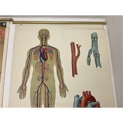 Four Dutch educational wall hangings published by The Deutsches Hygiene Museum, Dresden, the biological posters depicting diagrams of human anatomy mounted on metal rollers, approx L88cm