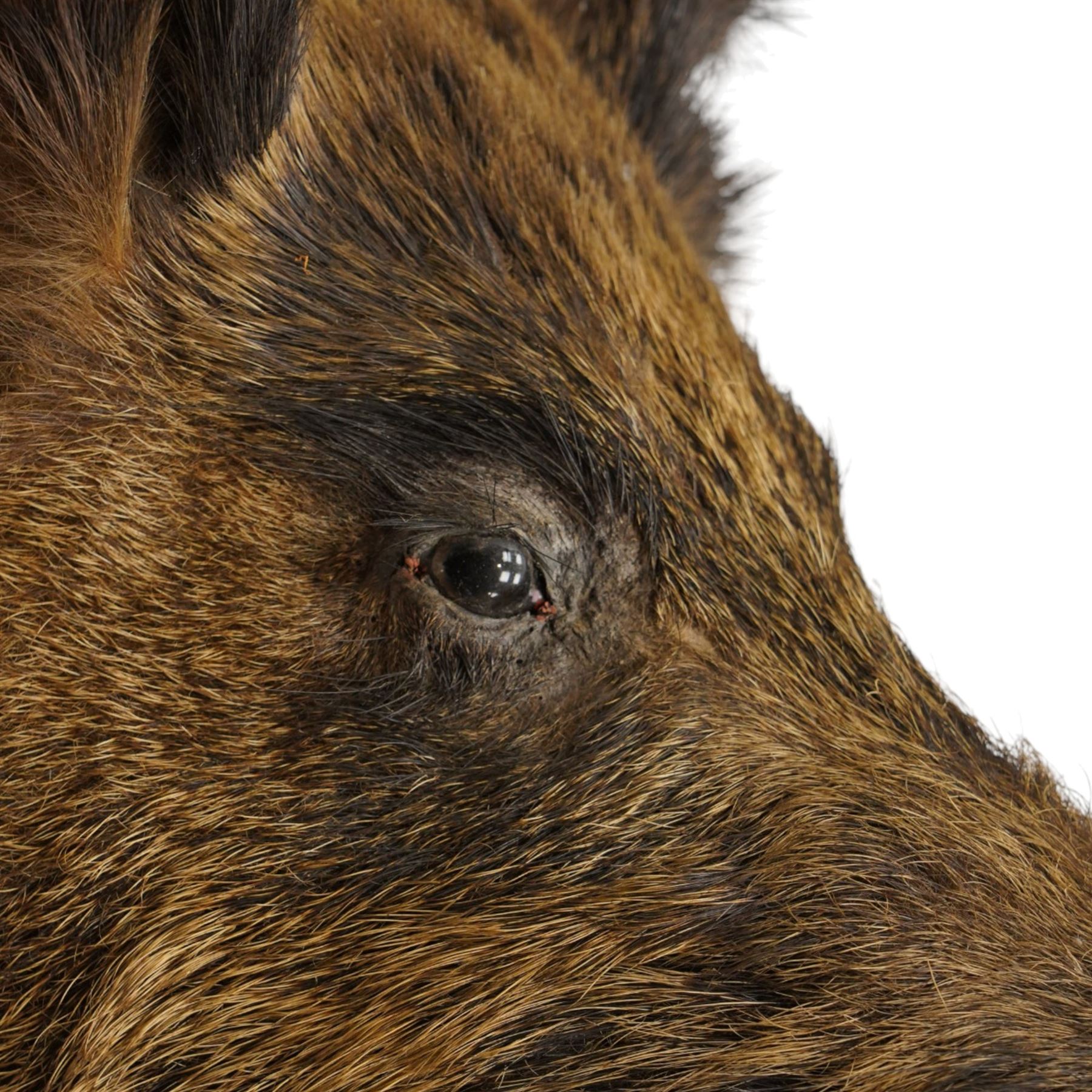 Taxidermy - Adult European wild boar head (Sus Scrofa) on wooden wall shield H72cm x W43cm x D53cm