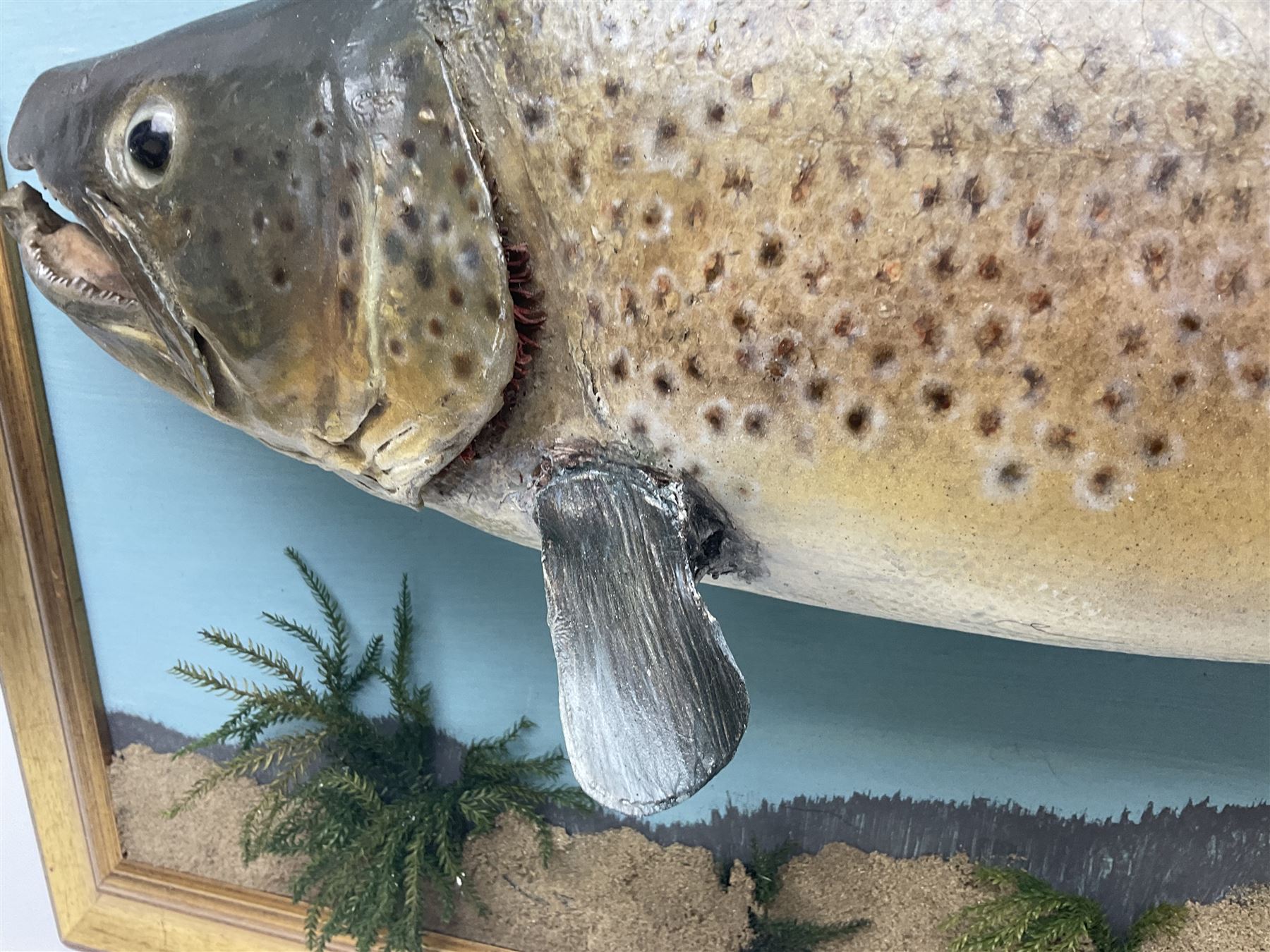 Taxidermy: Brown trout (Salmo trutta), skin mount on open display set against blue painted back drop with a gilt frame, H55cm, L89cm 