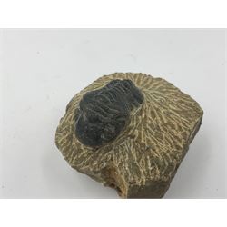 Dragonfly larvae (Libellula doris), together with four Mosasaur teeth, four trilobites (Crotalocephalina gibba) and one other tooth