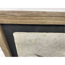 Large Fossilised fish in matrix (Knightia alta), age; Eocene period, location; Green River Formation, Wyoming, USA, in frame, fish L42cm, frame H49cm, L72cm