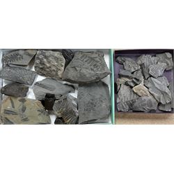 Natural History - A large collection of fossils, mostly comprising fossilised plant specimens, of various size and form. 