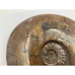 Large polished Cleoniceras opalised ammonite, age; Cretaceous period, location; Madagascar, H17cm, L20cm