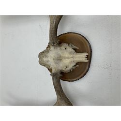 Antlers/Horns: North American Moose Antlers (Alces alces), adult bull moose antlers upon tree section plaque, overall approximately H95cm L135cm