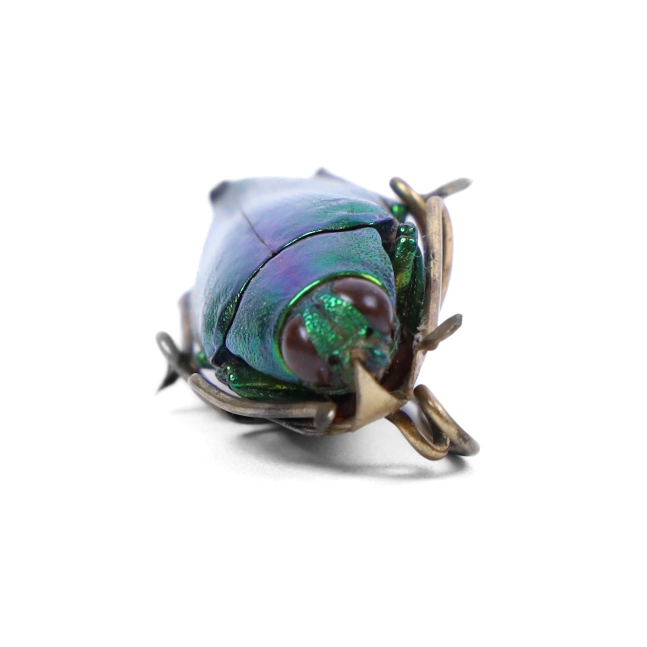Jewel beetle (Buprestidae) brooch, with gilt metal mounts, together with two unmounted Copper Chafer beetles (Protaetia cuprea)