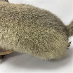 Taxidermy: Alpine Marmot (Marmota marmota), full adult mount stood upon a wooden base, H29cm 
