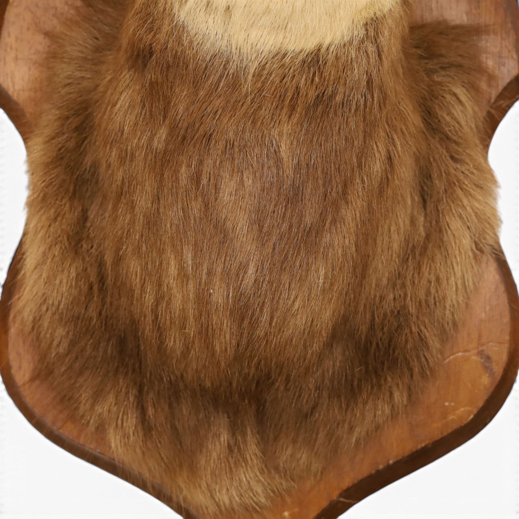 Taxidermy - Alpine Chamois (Rupicapra rupicapra), adult male shoulder mount with head facing front, mounted on wooden shield, H64cm