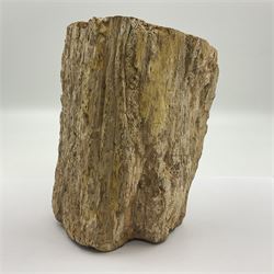 Petrified wood tree branch, sliced in cross-section and polished to one side to reveal an array of colours, with textured edge, H14cm, D9cm