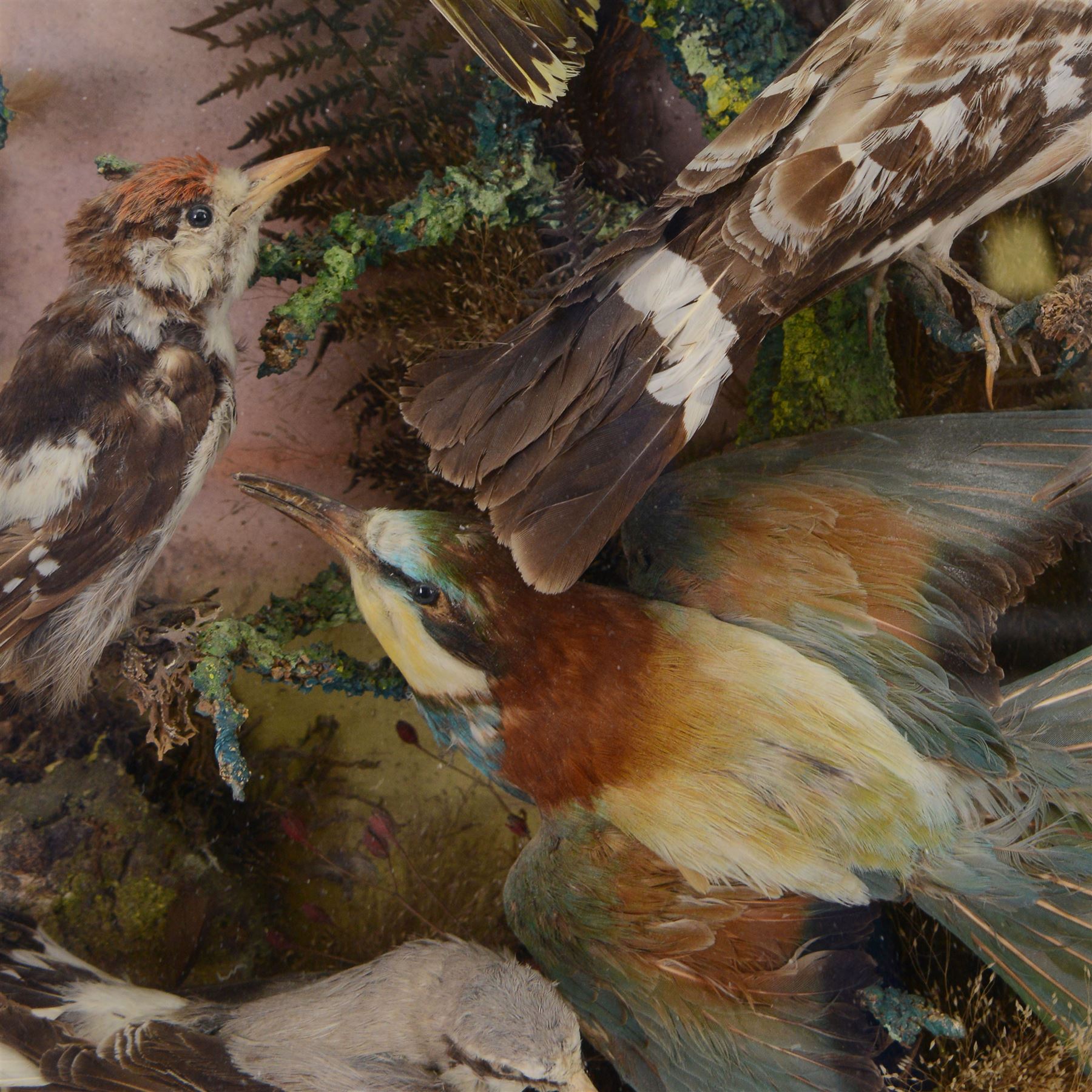 Taxidermy: Victorian diorama of European birds to include - Hoopoe (Upupa epops), Wheatear  (Oenanthe oenanthe), Great Spotted Woodpecker (Dendrocopos major), all perched and mounted upon a central branch, issuing from faux rocks below, amidst a natural setting of tall dry grasses, set against a pink and blue painted back drop, enclosed within a wall mounted ebonised three pane glass display case, H81cm, W63cm, D18cm