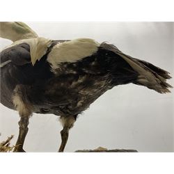 Taxidermy: Common Eider (Somateria Mollisima), full mount drake, upon an oval base, decorated with oyster shells, H42cm