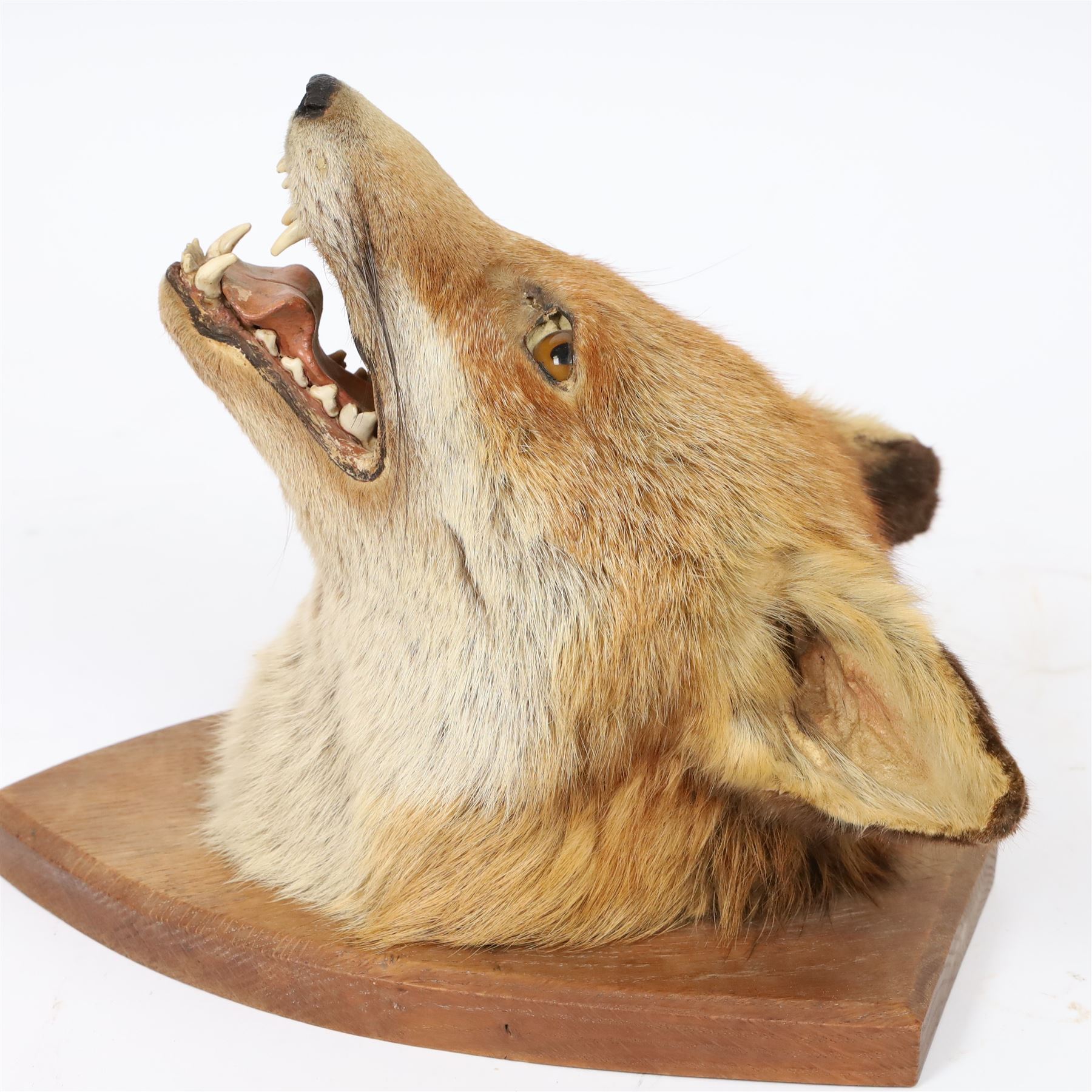 Taxidermy: Red fox mask (Vulpes vulpes), with mouth agape bearing teeth, mounted upon wooden shield