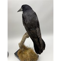 Taxidermy: Carrion crows (Corvus corone) modern, by award winning Taxidermist - Carl Church, Pickering, North Yorkshire, one specimen in flight, one perched on a tree, maximum H66.5.