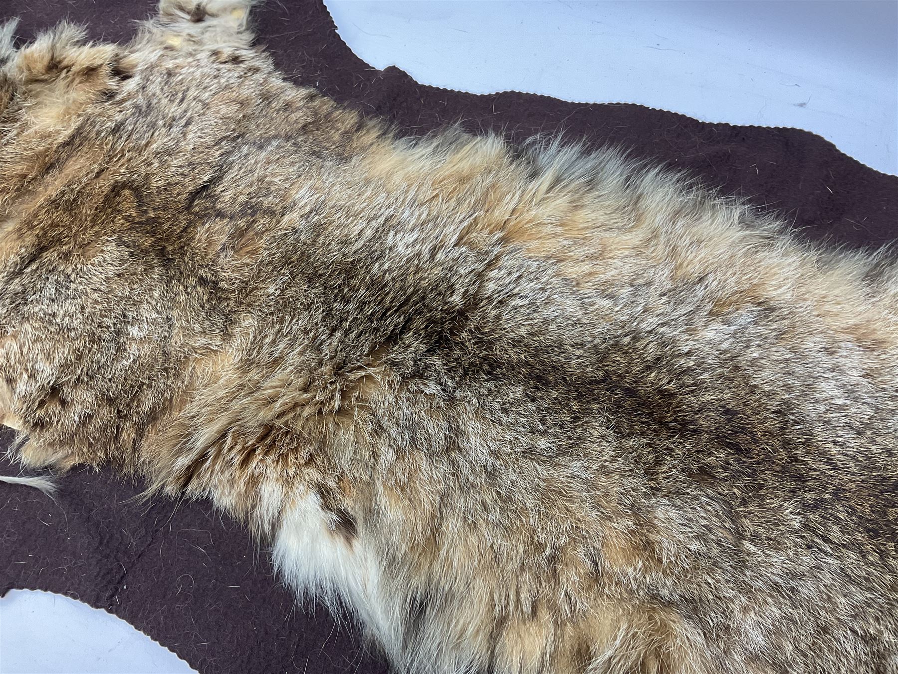 Taxidermy: Bob cat (Lynx rufus) hide mounted upon black felt backing material, L100cm
