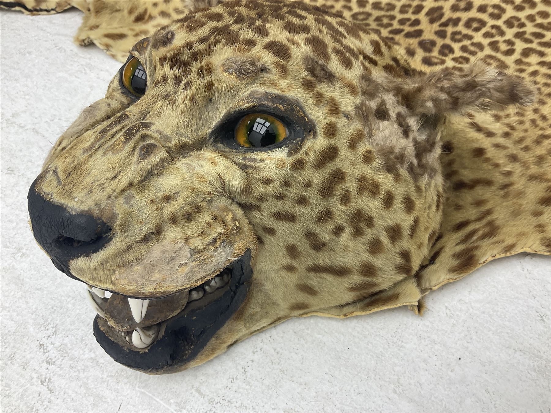 Taxidermy: Early 20th century Indian leopard (Panthera pardus fusca), adult skin rug with head mount, mouth agape, with limbs outstretched, nose to tail L156cm